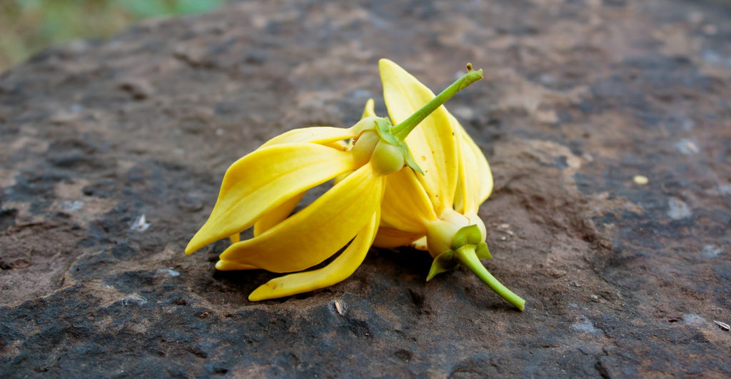 Benefits And Uses of Ylang Ylang Essential Oil For Skincare